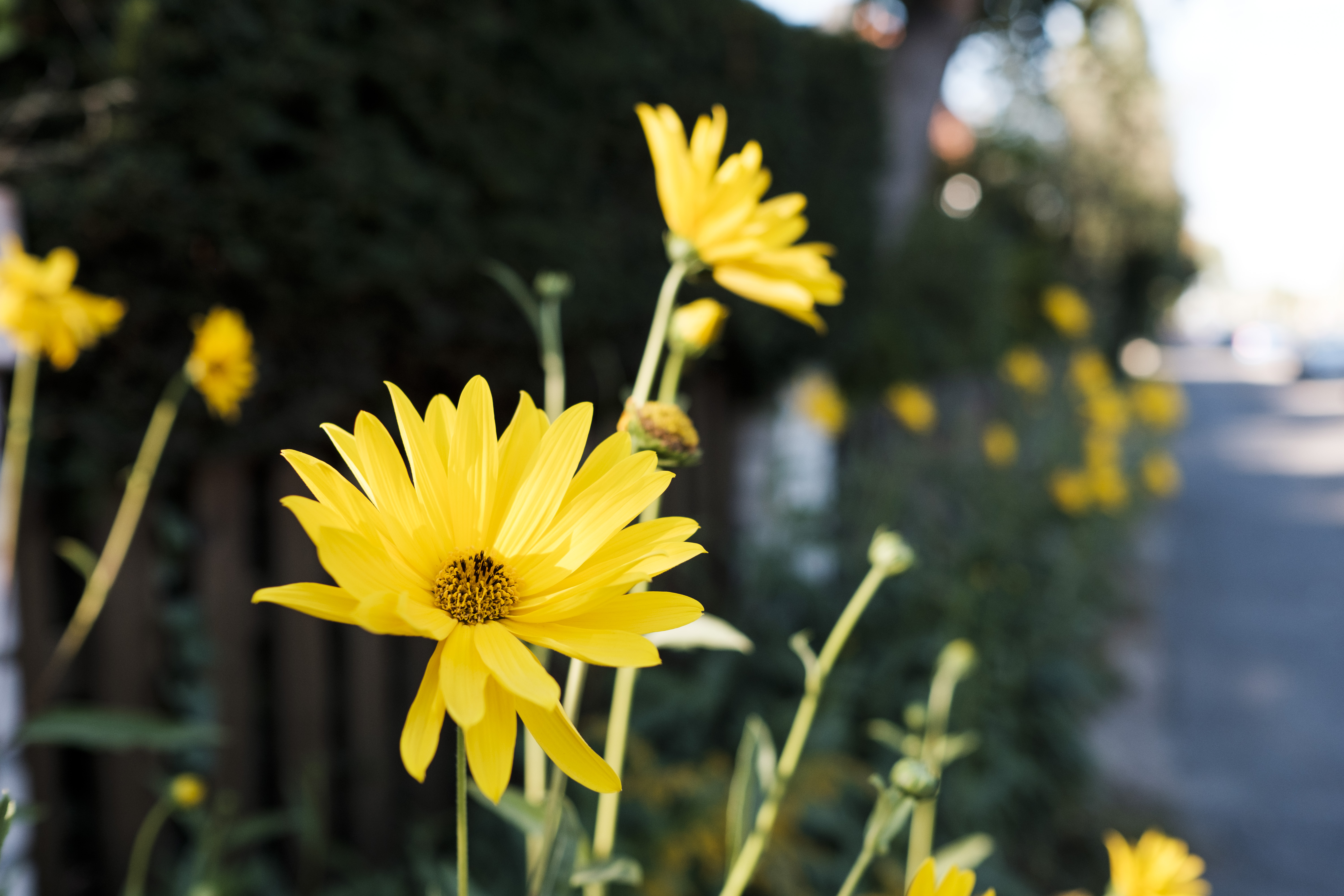 Eine gelbe Blume inmitten weiterer gelber Blumen