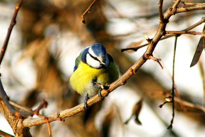 Blaumeise